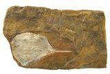 Fossil Ginkgo Leaf From North Dakota - Paleocene #262733-1
